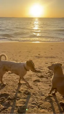 Dogs
