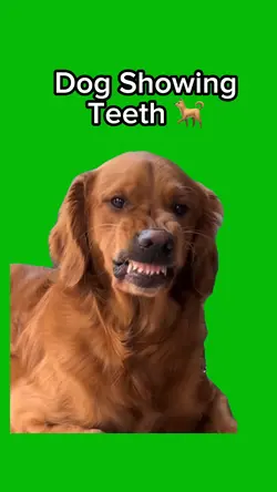 Dog Showing Teeth 