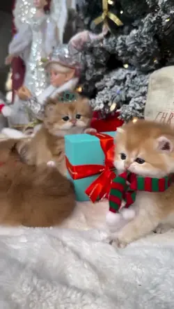 Christmas cats