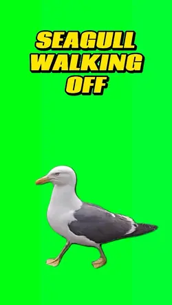 Seagull walking 