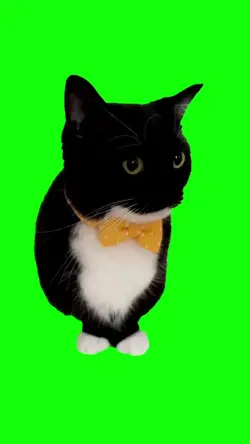 Shy cat