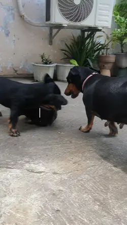 Dog Playtime