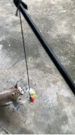 This is Mochy