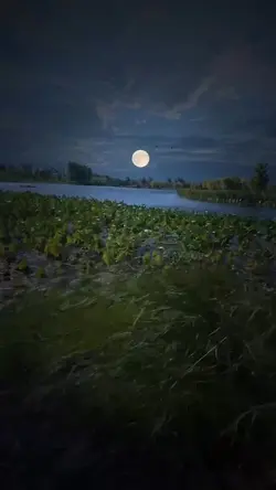 Nature-Moon 