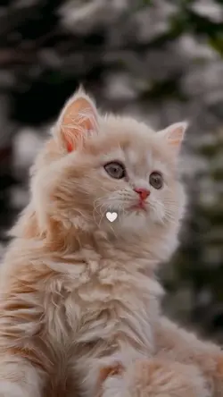 Cat Video Template