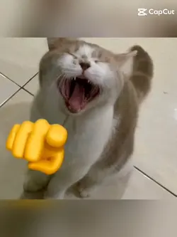 cat meme