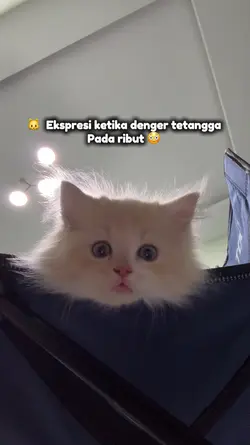 KucingChiomitt