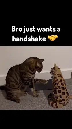 Cat funny video