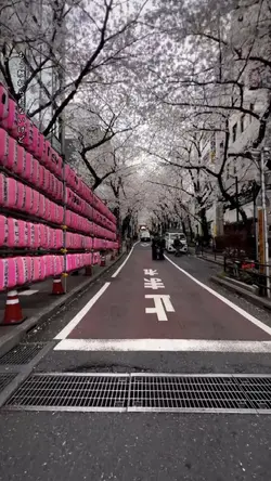 Sakura- Anh Đào 🌸