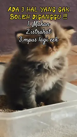 Kucing eek