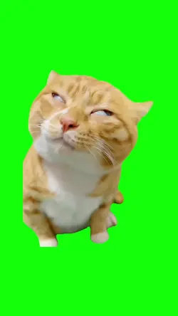cat ahhh meme