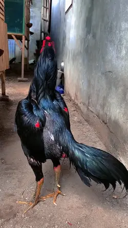 story ayam 