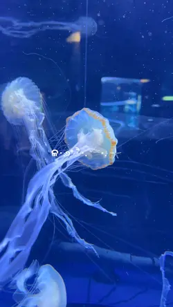 BXSea