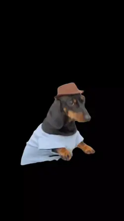 funky doggy