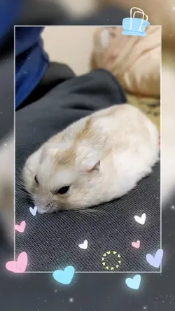 うちのハムちゃん