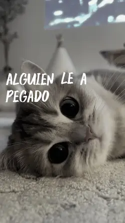 Lovely cat