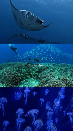 life in blue