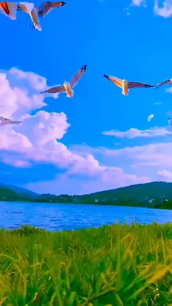 Seagulls