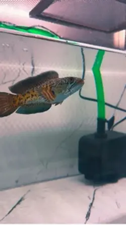 Channa Cobra Auranti