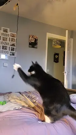 mikeykitten 