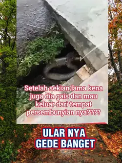 ular nya grde banget