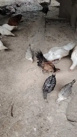 Mga bagong Alaga