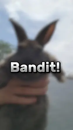 Dancing bunny