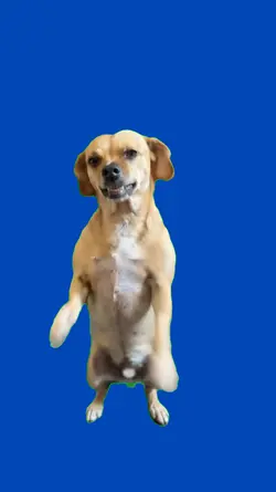 Perro bailando