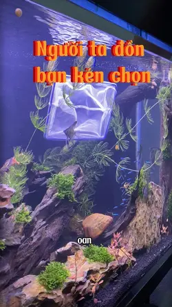 Podcast cảm lạnh 