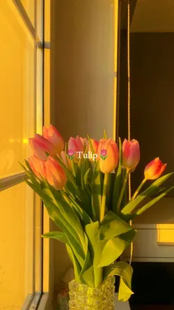 tulip