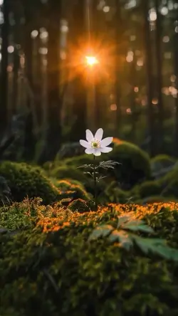 nature vibes