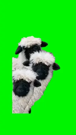 funny sheep's meme 