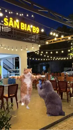 Cat dancing