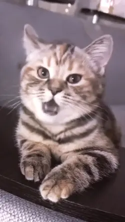 Song funny cat 
