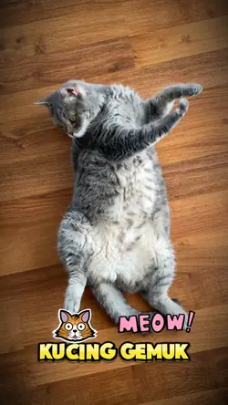 Kucing Gemuk