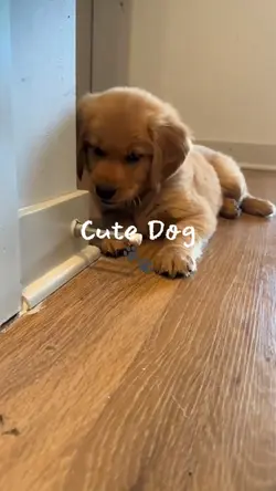 Cute dog