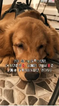 Feliz día del perro