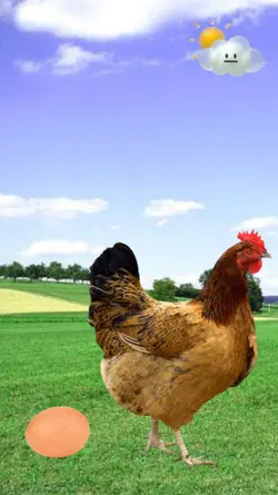 Chicken Funny