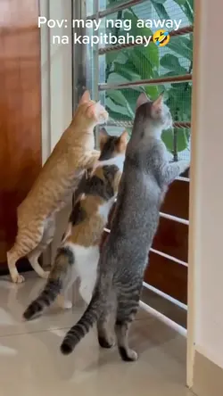 Chismosang pusa