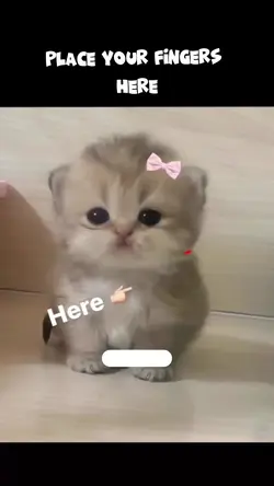 funny cat meme 