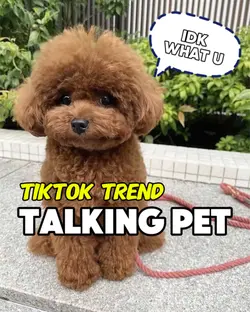 PETSYNC