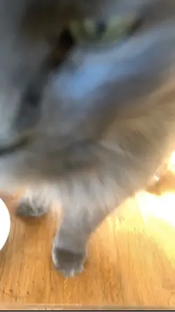 my cat is the photo
