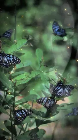 BUTTERFLIES 