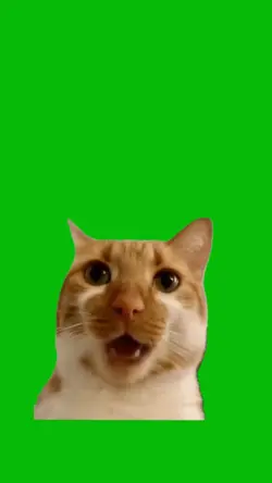 Cat Singing 