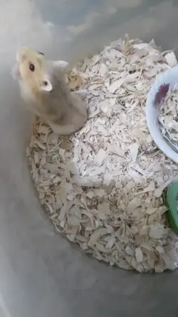 Hamster marah-marah