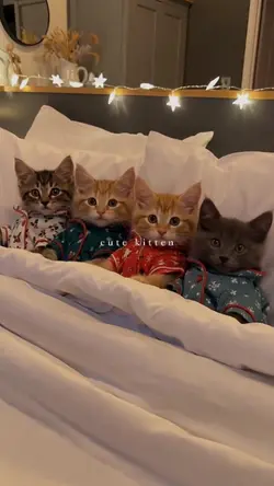 cute kitten 