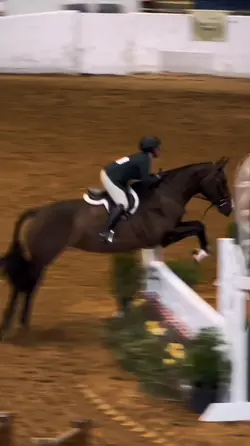 Hunter horse | FYP
