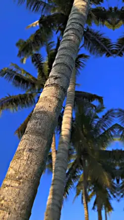 4klip filter hd kece
