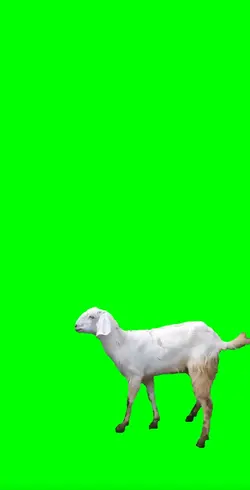 kambing 