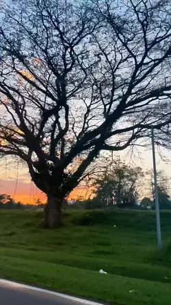 Nature lover 